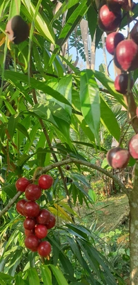 Malayan Cherry 