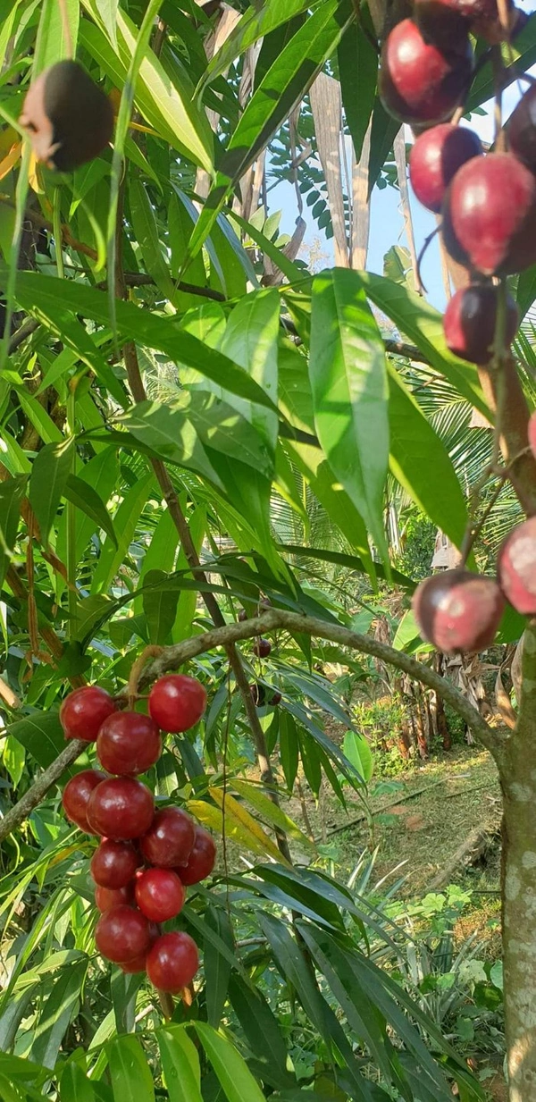 Malayan Cherry 