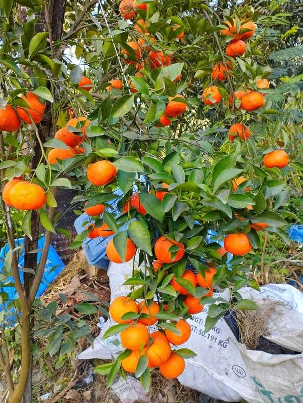 Chinese Orange (Rongon)