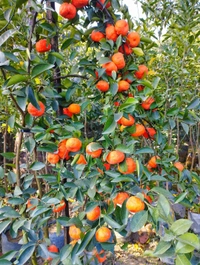 Chinese Orange (Rongon)