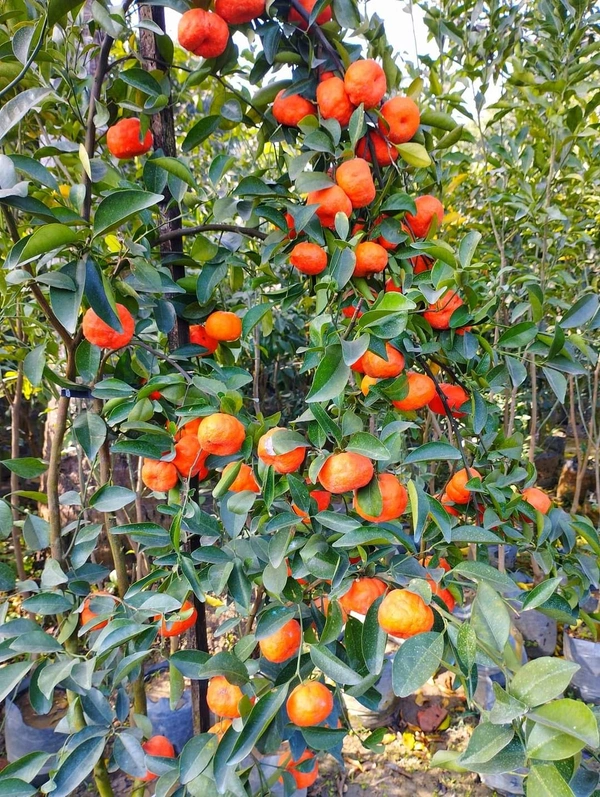 Chinese Orange (Rongon)