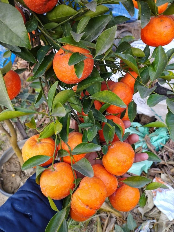 Chinese Orange (Rongon)