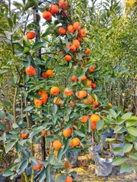 Chinese Orange (Rongon)