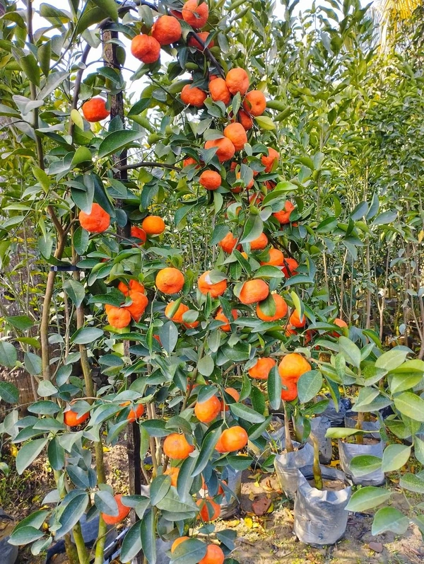 Chinese Orange (Rongon)