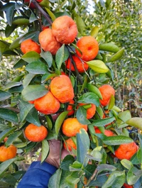 Chinese Orange (Rongon)