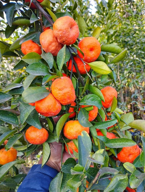 Chinese Orange (Rongon)