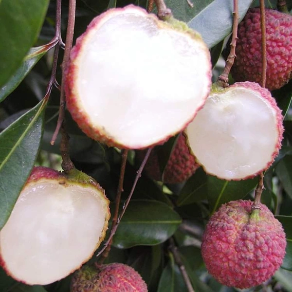 Seedless Lichee