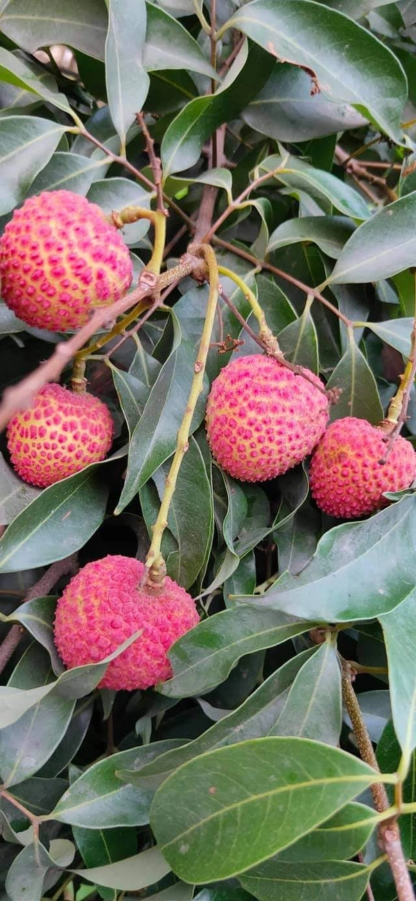 Seedless Lichee