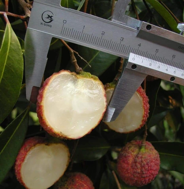 Seedless Lichee