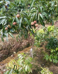 Seedless Lichee