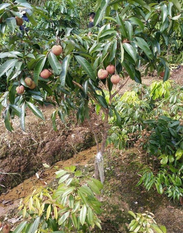 Seedless Lichee