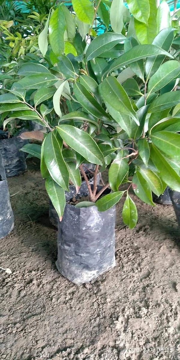 Seedless Lichee