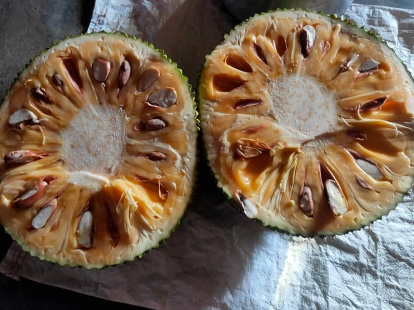Gumless Jackfruit 