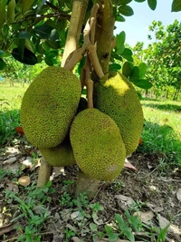 Gumless Jackfruit 