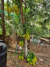 Gumless Jackfruit 