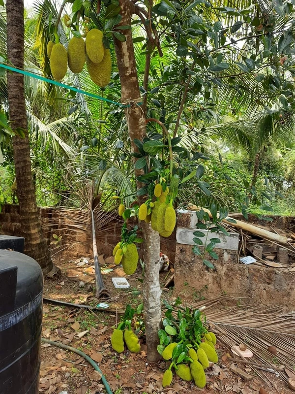 Gumless Jackfruit 