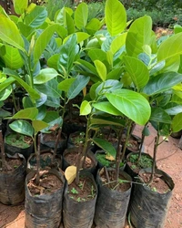 Gumless Jackfruit 