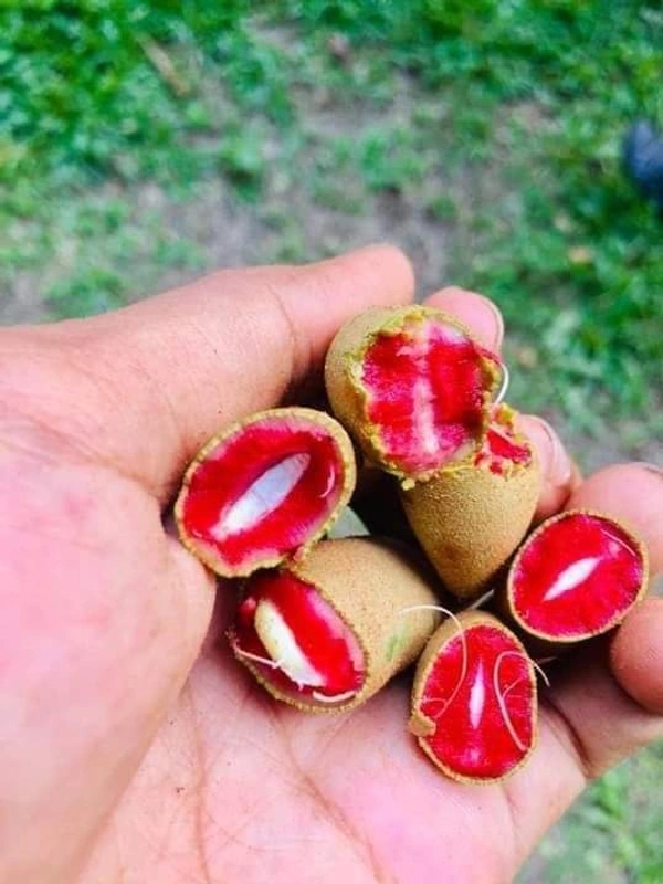 Red  Tamarind ( Inside ) 