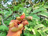 Red  Tamarind ( Inside ) 