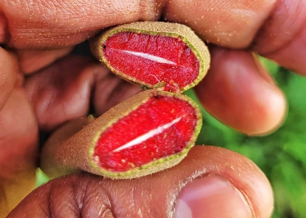Red  Tamarind ( Inside ) 