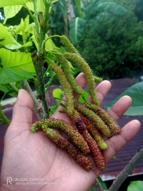 Long  Mulberry ( Pakisthani ) 