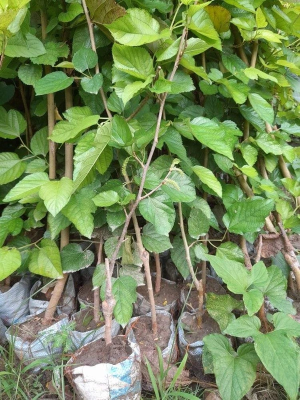 Long  Mulberry ( Pakisthani ) 