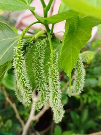 Long  Mulberry ( Pakisthani ) 