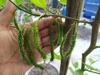Long  Mulberry ( Pakisthani ) 