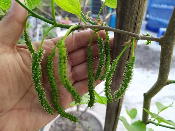 Long  Mulberry ( Pakisthani ) 