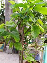 Long  Mulberry ( Pakisthani ) 