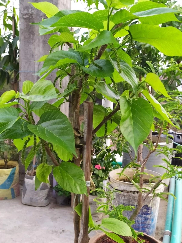 Long  Mulberry ( Pakisthani ) 