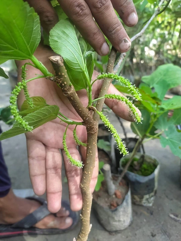 Long  Mulberry ( Pakisthani ) 
