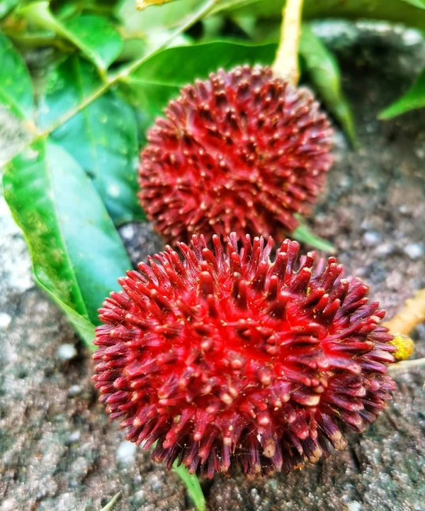 Pulasan