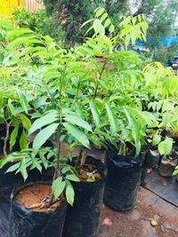 Pulasan
