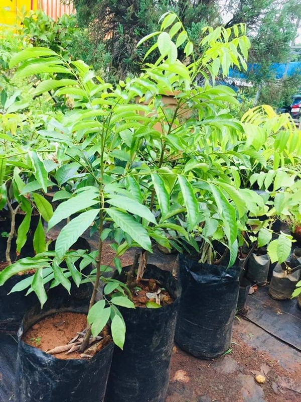 Pulasan