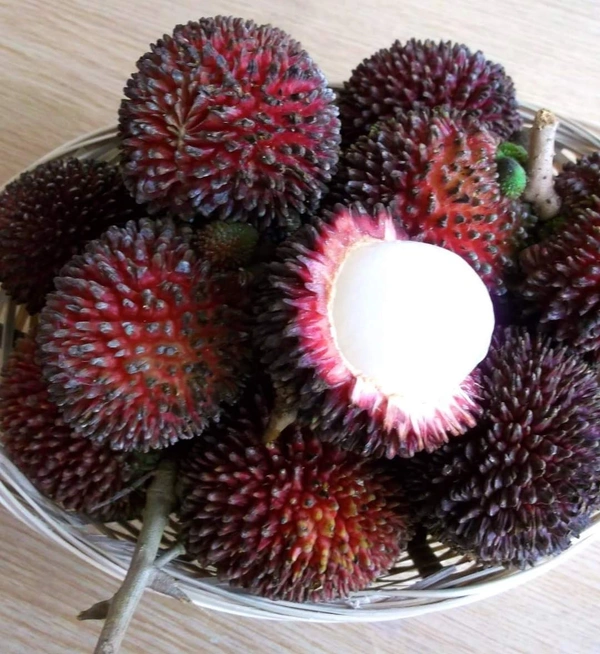 Pulasan