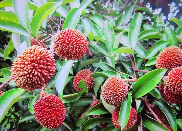 Pulasan