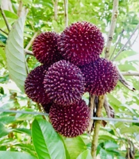 Pulasan
