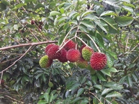 Pulasan