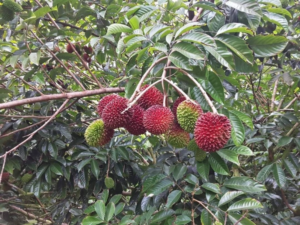 Pulasan