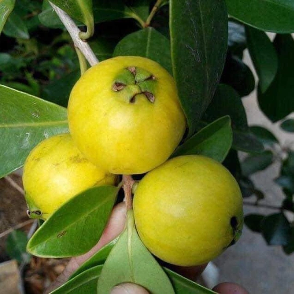 Yellow Strawberry Guava 