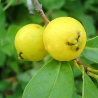 Yellow Strawberry Guava 