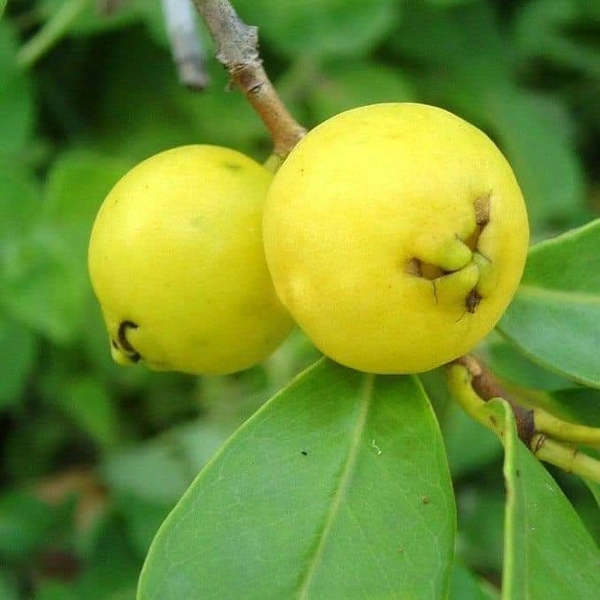 Yellow Strawberry Guava 