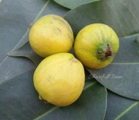 Yellow Strawberry Guava 