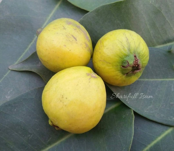 Yellow Strawberry Guava 