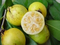 Yellow Strawberry Guava 