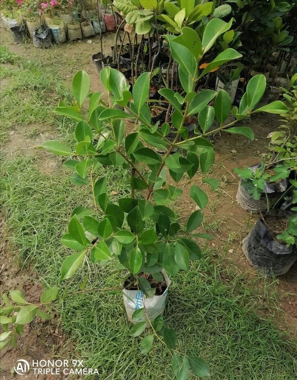 Yellow Strawberry Guava 
