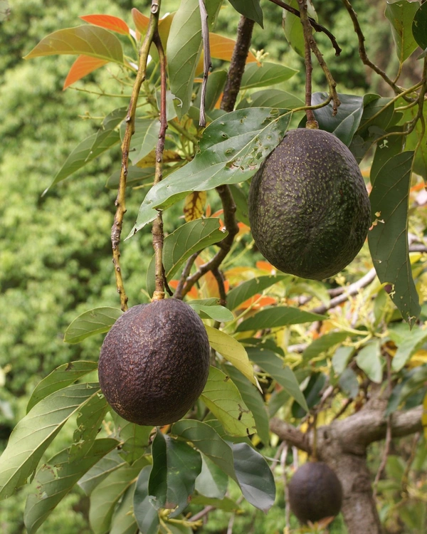 Carmen Avocado (Red)