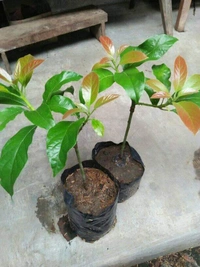 Carmen Avocado (Red)