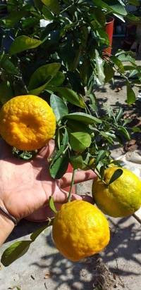 Nagpur Orange 